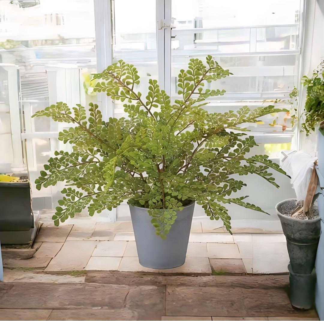 光触媒　人工観葉植物　ウォールグリーン　フェイクグリーン　アジアンタムポット