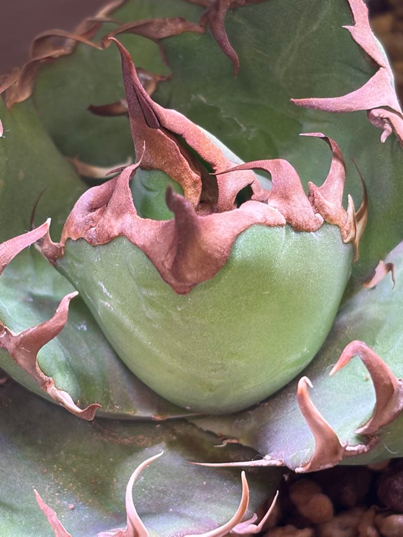 アガベ　kingkazz キングカズ　yataさんから購入