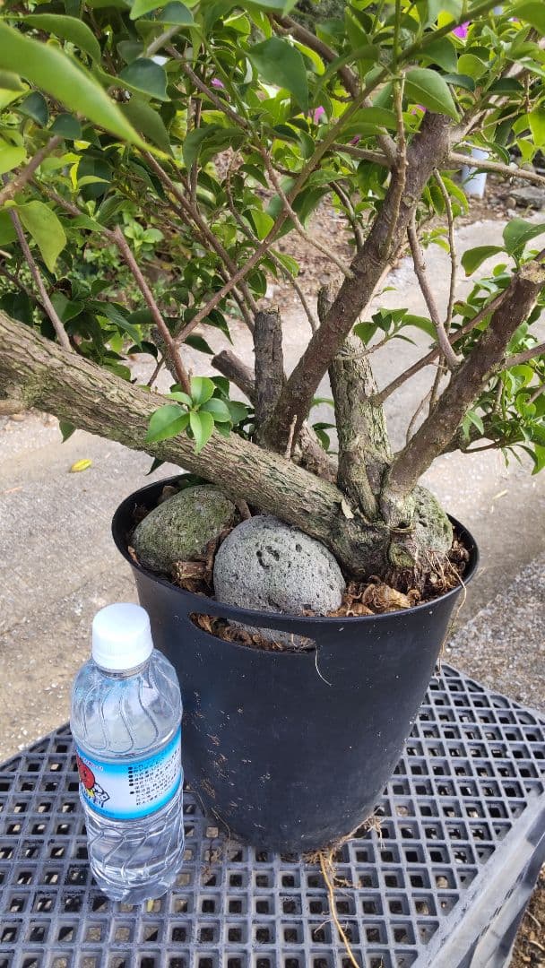 ブーゲンビリア 　ダッフィー様連絡用