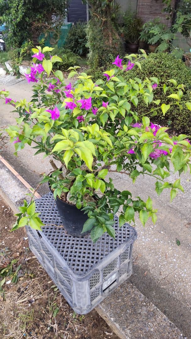 ブーゲンビリア 　ダッフィー様連絡用