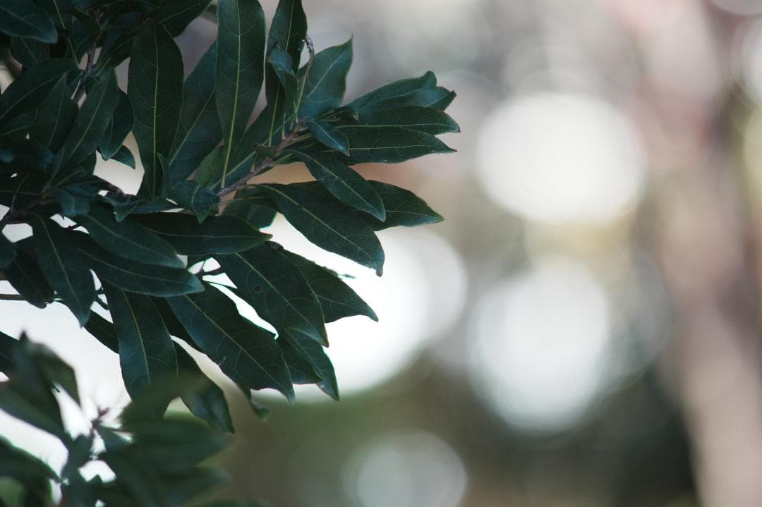 【整備テスト】ニコン Nikkor-H Auto 300mm F4.5 658