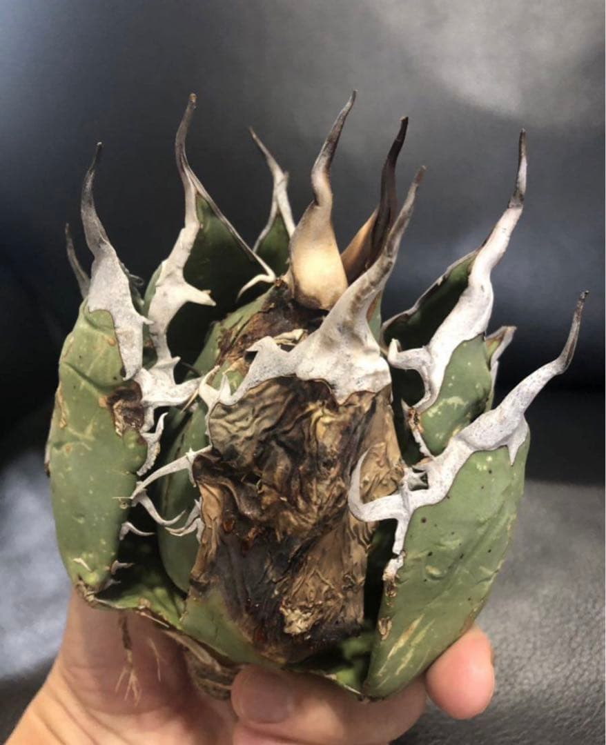 【発根済】アガベ   オアハカ　オテロイ　現地球　絶品鋸歯　超希少株・うねり