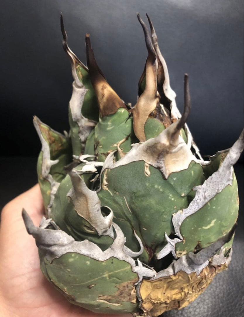 【発根済】アガベ   オアハカ　オテロイ　現地球　絶品鋸歯　超希少株・うねり