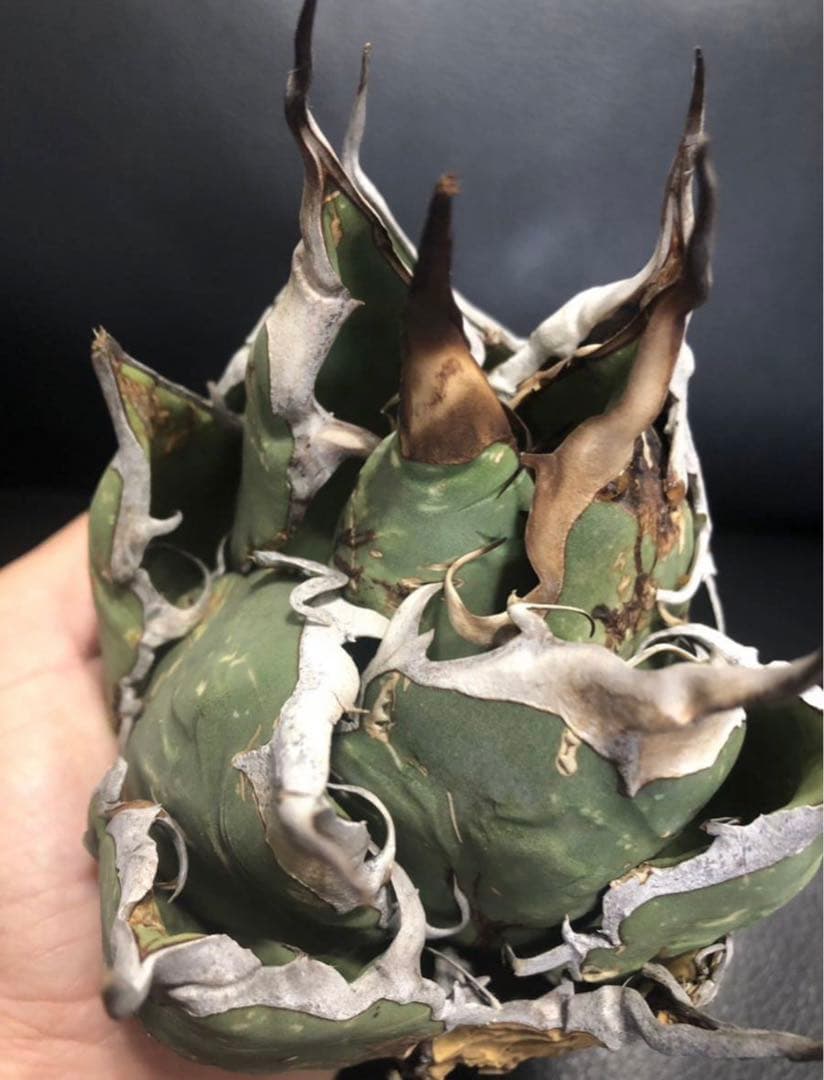 【発根済】アガベ   オアハカ　オテロイ　現地球　絶品鋸歯　超希少株・うねり