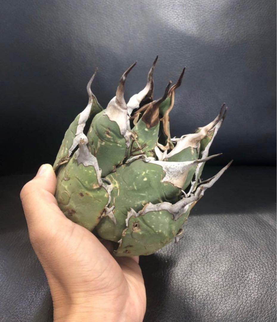 【発根済】アガベ   オアハカ　オテロイ　現地球　絶品鋸歯　超希少株・うねり