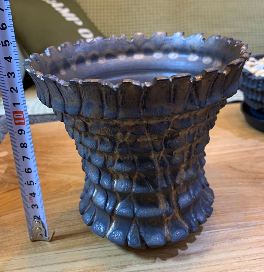 【発根済】アガベ   オアハカ　オテロイ　現地球　絶品鋸歯　超希少株・うねり