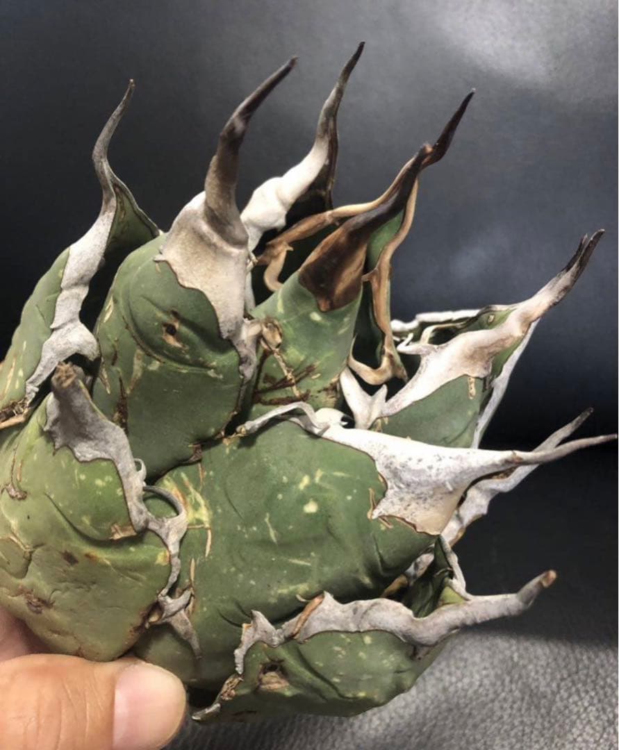 【発根済】アガベ   オアハカ　オテロイ　現地球　絶品鋸歯　超希少株・うねり