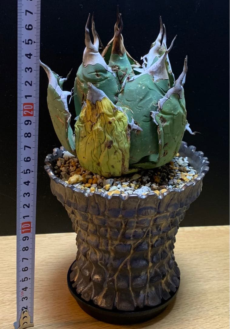 【発根済】アガベ   オアハカ　オテロイ　現地球　絶品鋸歯　超希少株・うねり
