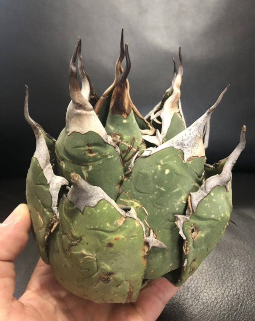 【発根済】アガベ   オアハカ　オテロイ　現地球　絶品鋸歯　超希少株・うねり