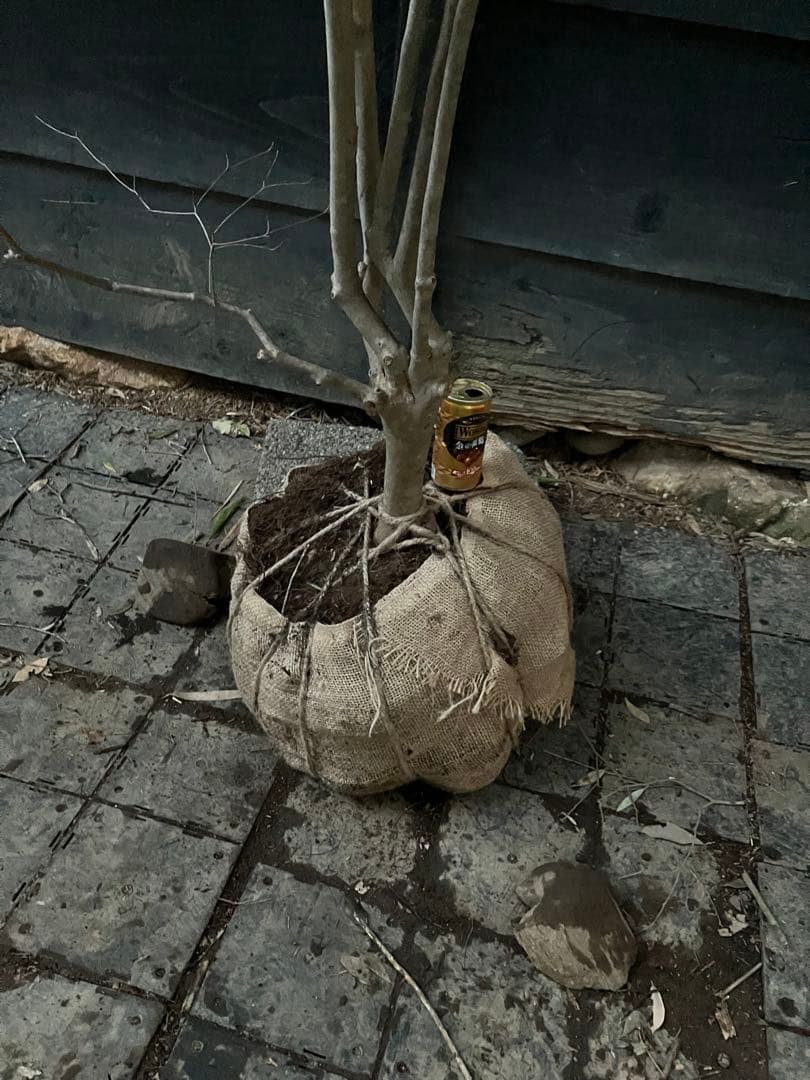 山採り　ドウダンツツジ