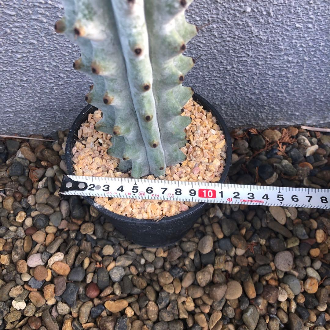 雷斧閣 サボテン 約30cm 柱サボテン