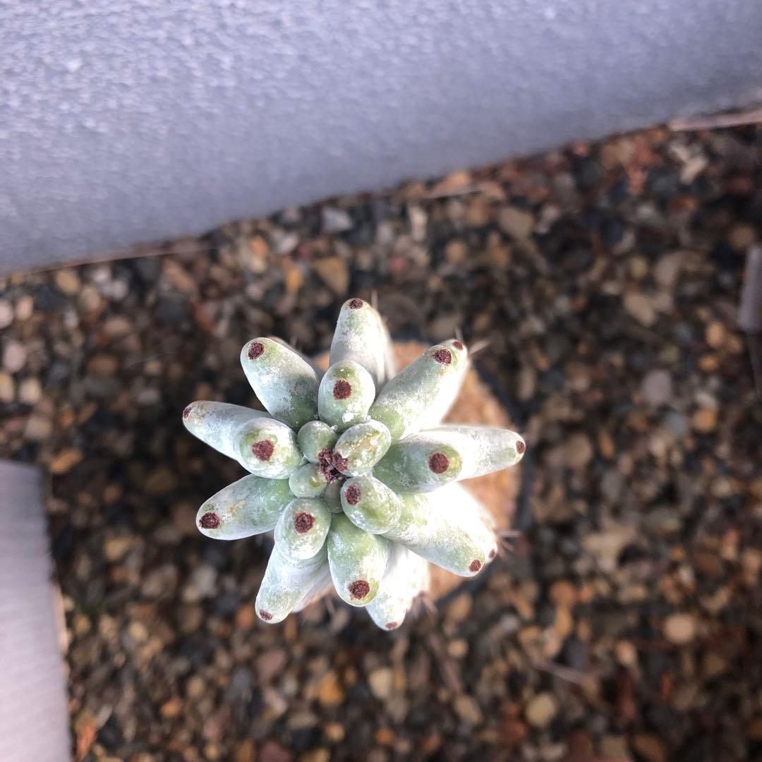 雷斧閣 サボテン 約30cm 柱サボテン