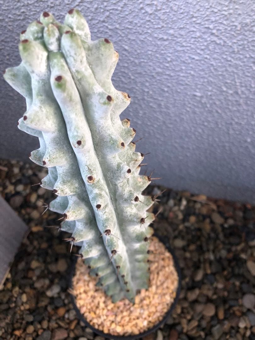 雷斧閣 サボテン 約30cm 柱サボテン