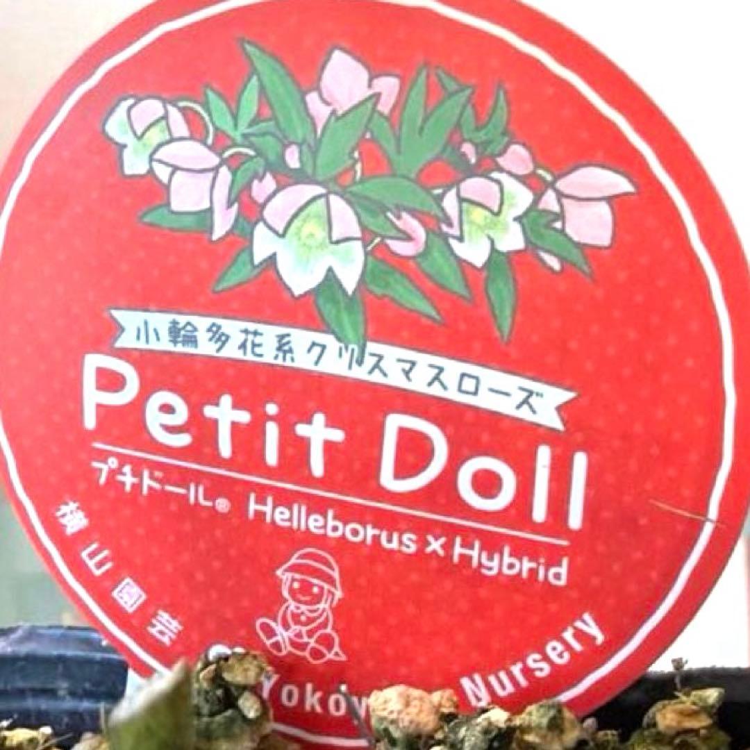 【横山園芸】クリスマスローズ プチドール　dd《1/18》ピンクピコティ