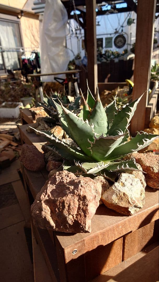 ハードウッド プランター ウッドプランター 本体のみ