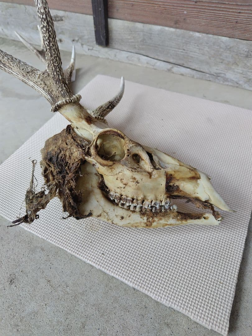 頭蓋骨付き鹿の角 No.7 日本鹿 角 壁掛け 匿名配送