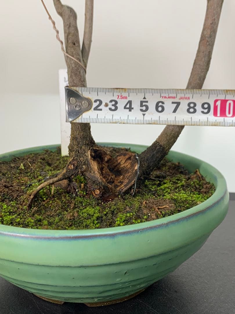 即鑑賞　乙な幹流れのヤマコウバシ　山香ばし　樹高約44cm（検索/真柏　盆栽）