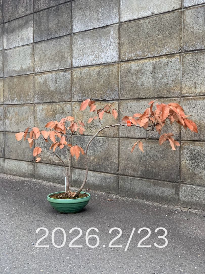 即鑑賞　乙な幹流れのヤマコウバシ　山香ばし　樹高約44cm（検索/真柏　盆栽）