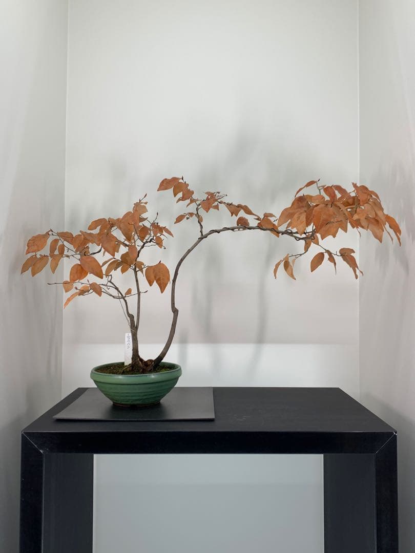 即鑑賞　乙な幹流れのヤマコウバシ　山香ばし　樹高約44cm（検索/真柏　盆栽）