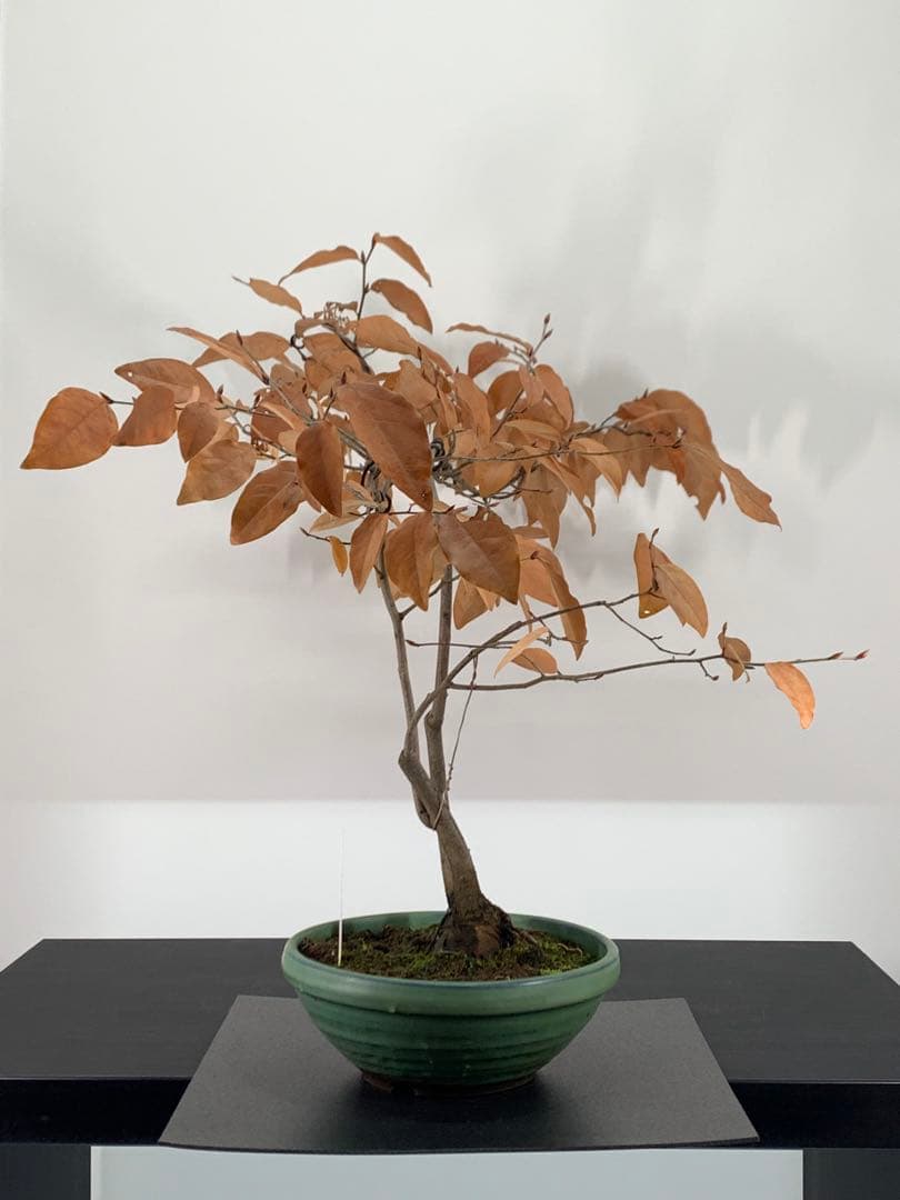 即鑑賞　乙な幹流れのヤマコウバシ　山香ばし　樹高約44cm（検索/真柏　盆栽）