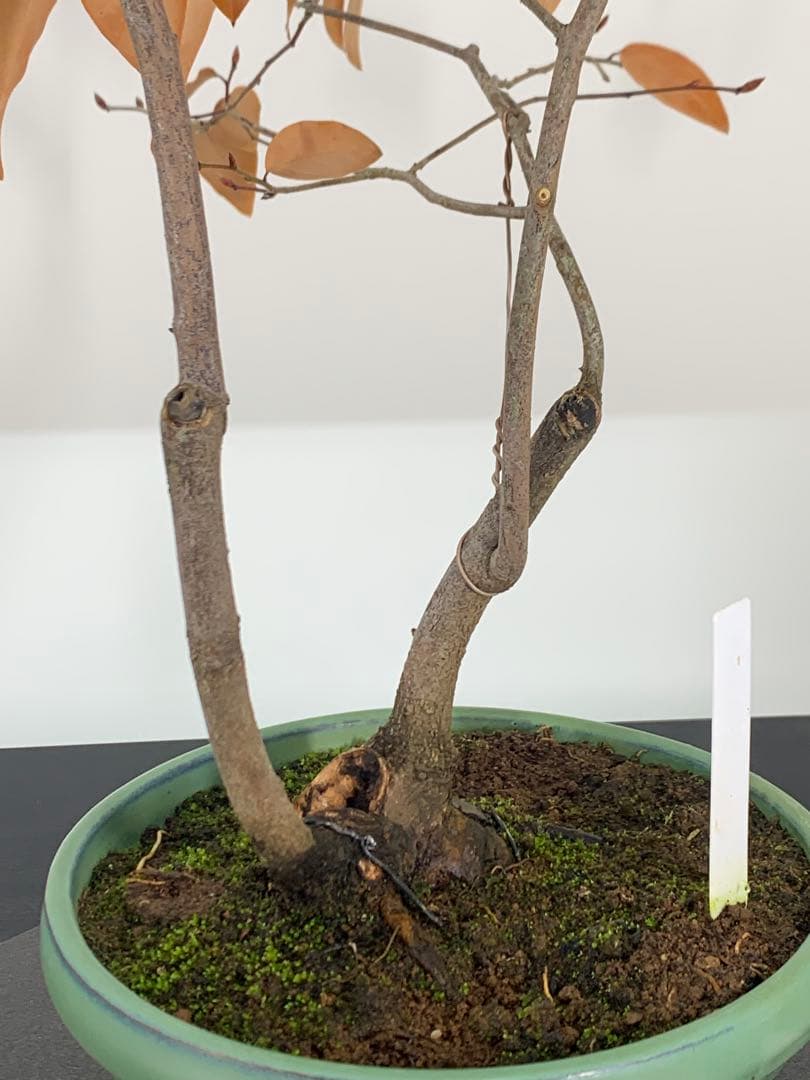 即鑑賞　乙な幹流れのヤマコウバシ　山香ばし　樹高約44cm（検索/真柏　盆栽）