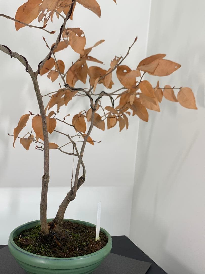 即鑑賞　乙な幹流れのヤマコウバシ　山香ばし　樹高約44cm（検索/真柏　盆栽）