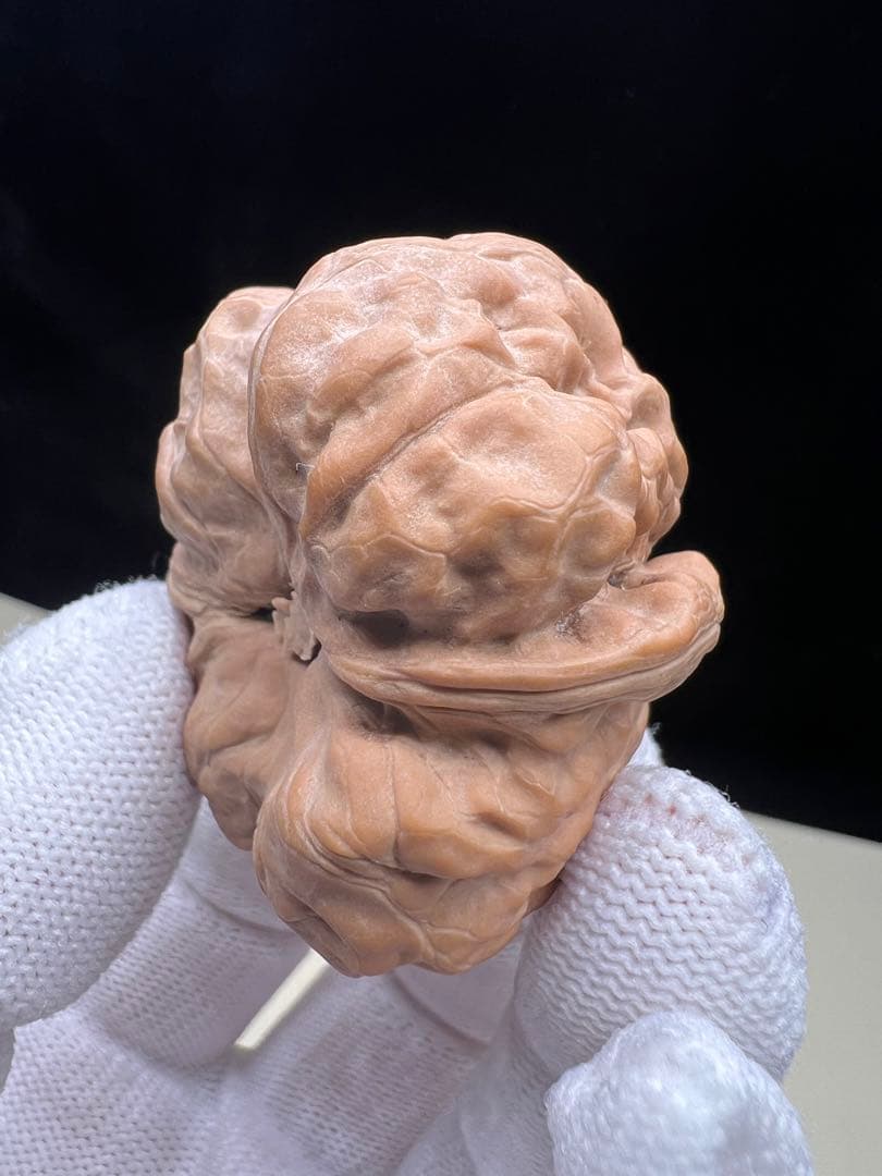 文玩堂：延慶蝦蟇頭筋肉（無修）