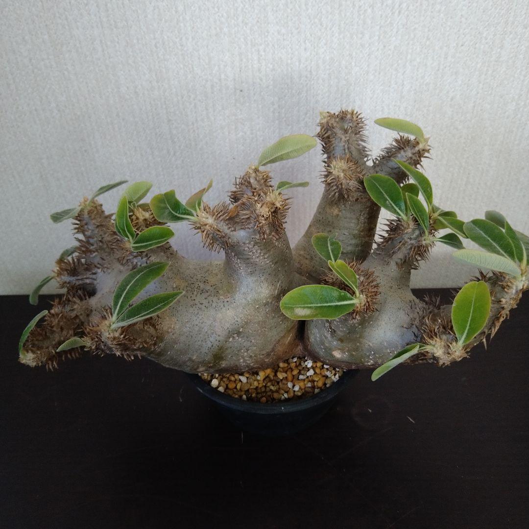 ■レア種 現地株 Pachypodium enigmaticum.
