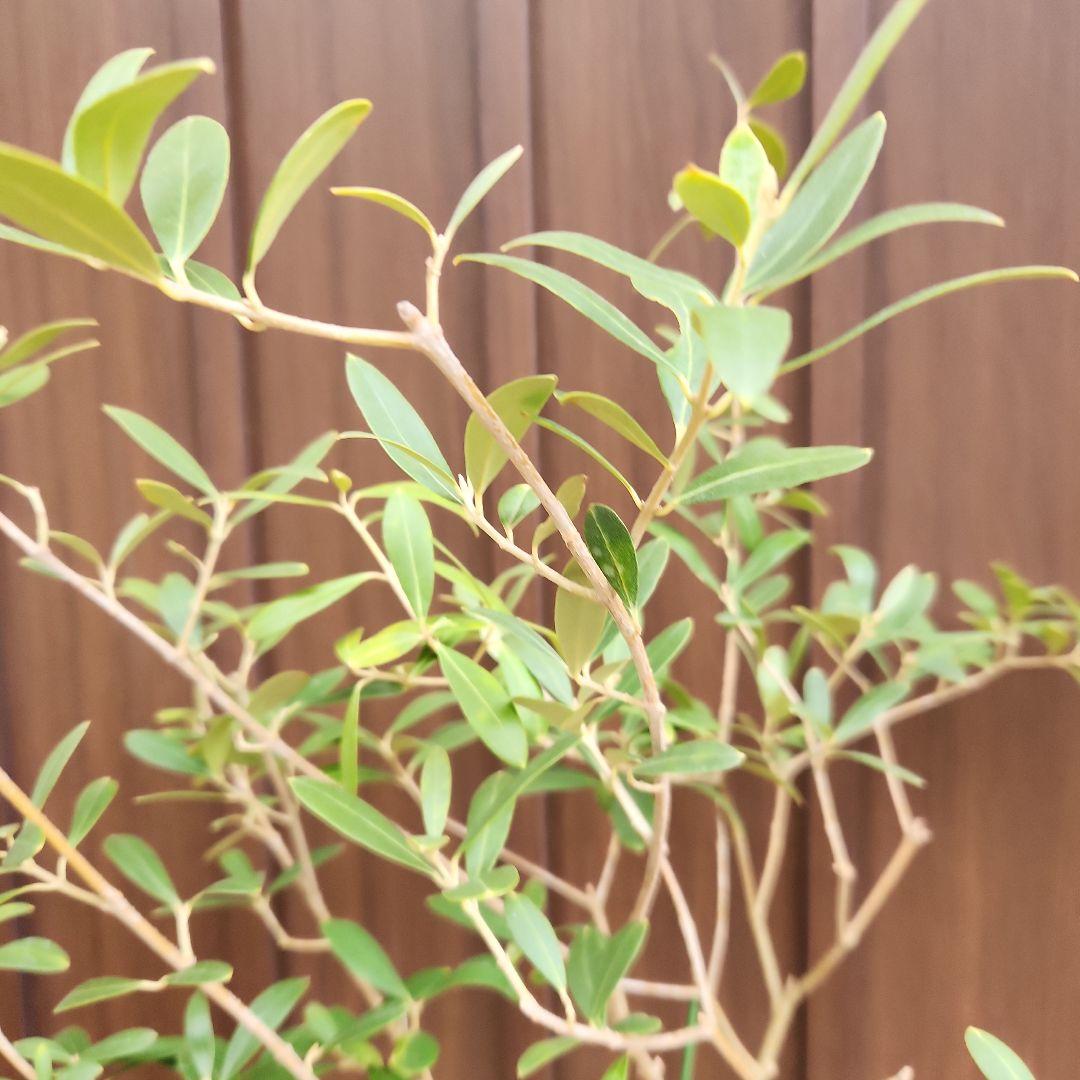 オリーブの木　ネバディロブランコ　テラコッタ鉢植え　苗