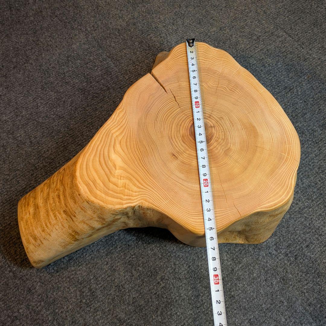 天然ヒバ　切り株　輪切り　高さ約14.5cm