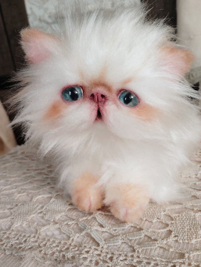 エキゾチックロングヘア子猫♡ちょっぴりお姉ちゃん♡アートドール♡ぬいぐるみ♡