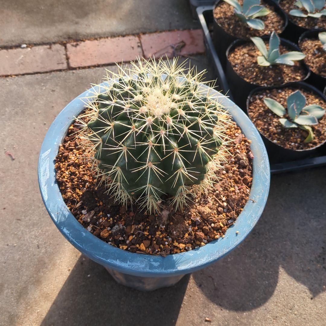 サボテン　金鯱　⑪大株テロカクタス美株　ドライガーデン　地植え　アガベ　チタノタ