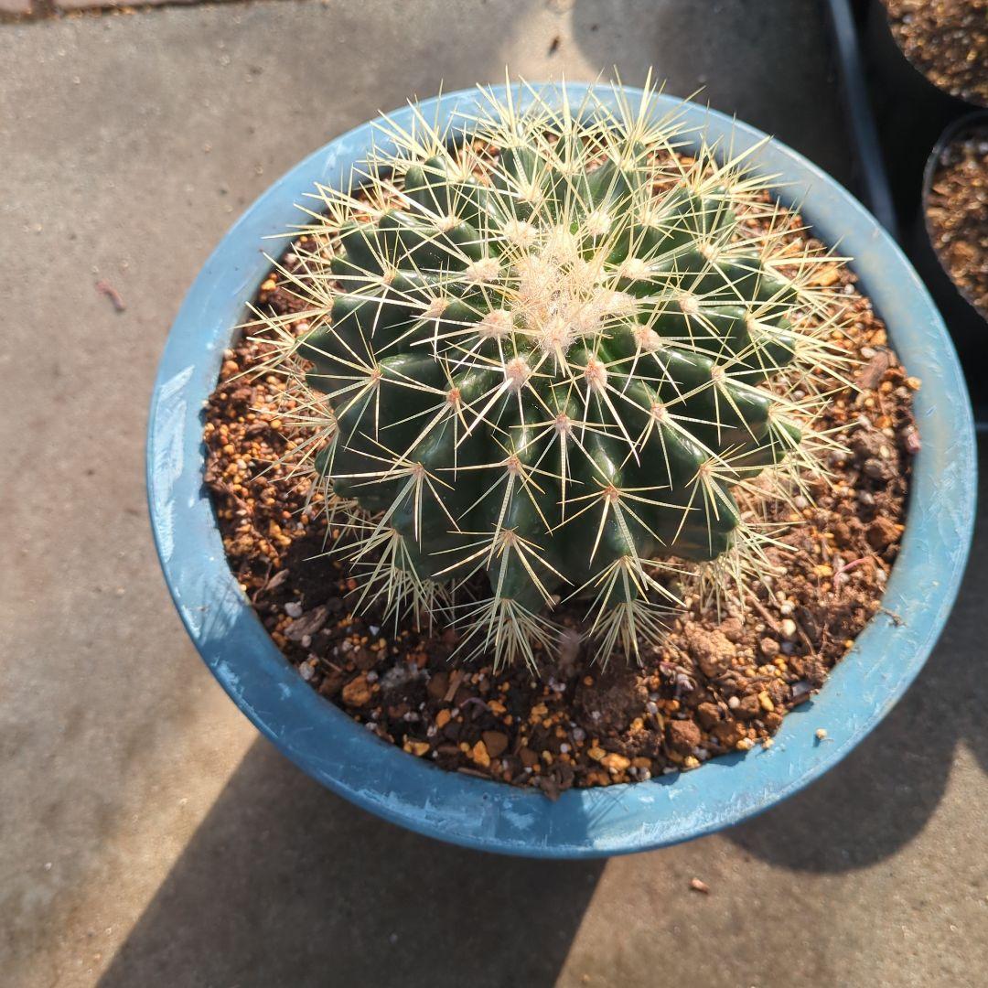 サボテン　金鯱　⑪大株テロカクタス美株　ドライガーデン　地植え　アガベ　チタノタ