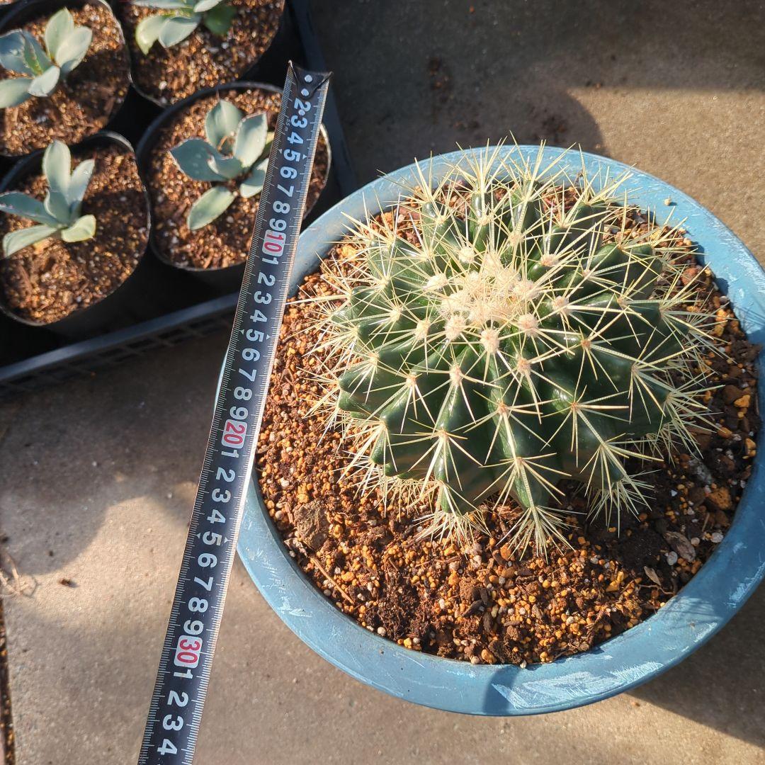 サボテン　金鯱　⑪大株テロカクタス美株　ドライガーデン　地植え　アガベ　チタノタ