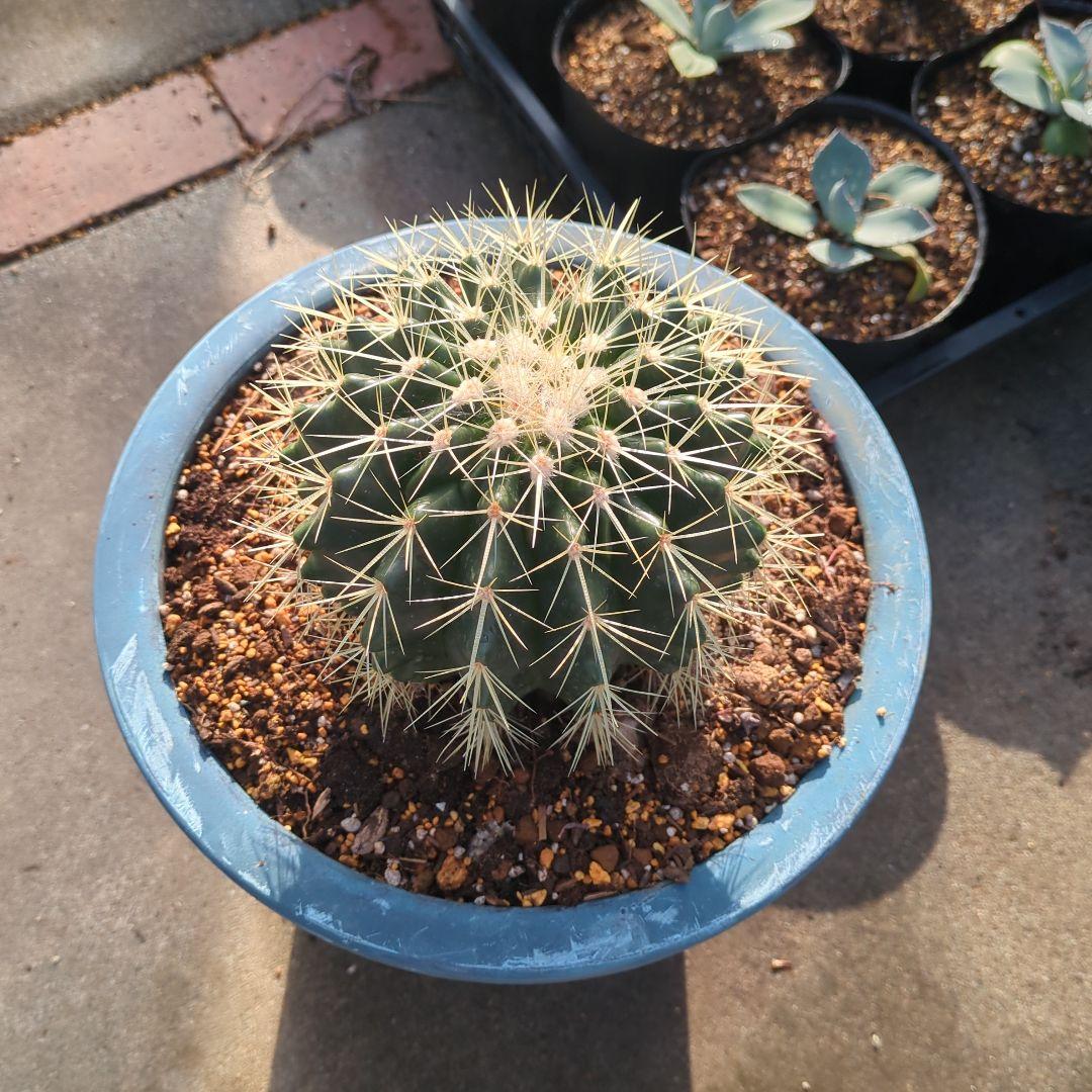 サボテン　金鯱　⑪大株テロカクタス美株　ドライガーデン　地植え　アガベ　チタノタ