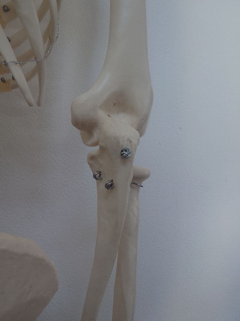 【たのめる便発送】ソムソ社全身模型可動式170cm人体模型ドイツキャスター付き