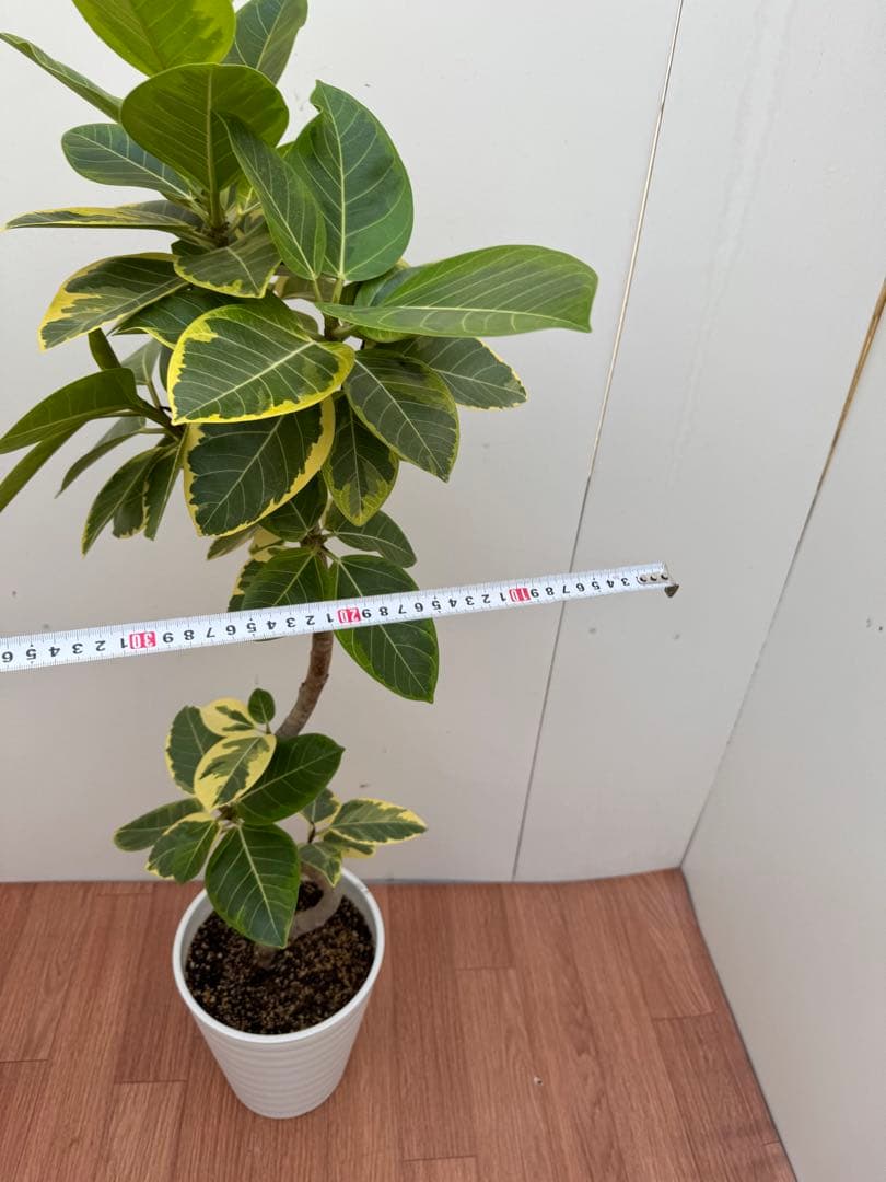 フィカス　アルテシマ　3