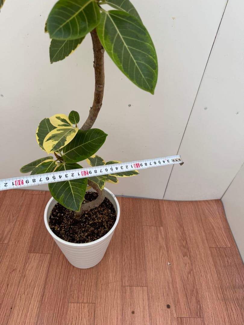 フィカス　アルテシマ　3