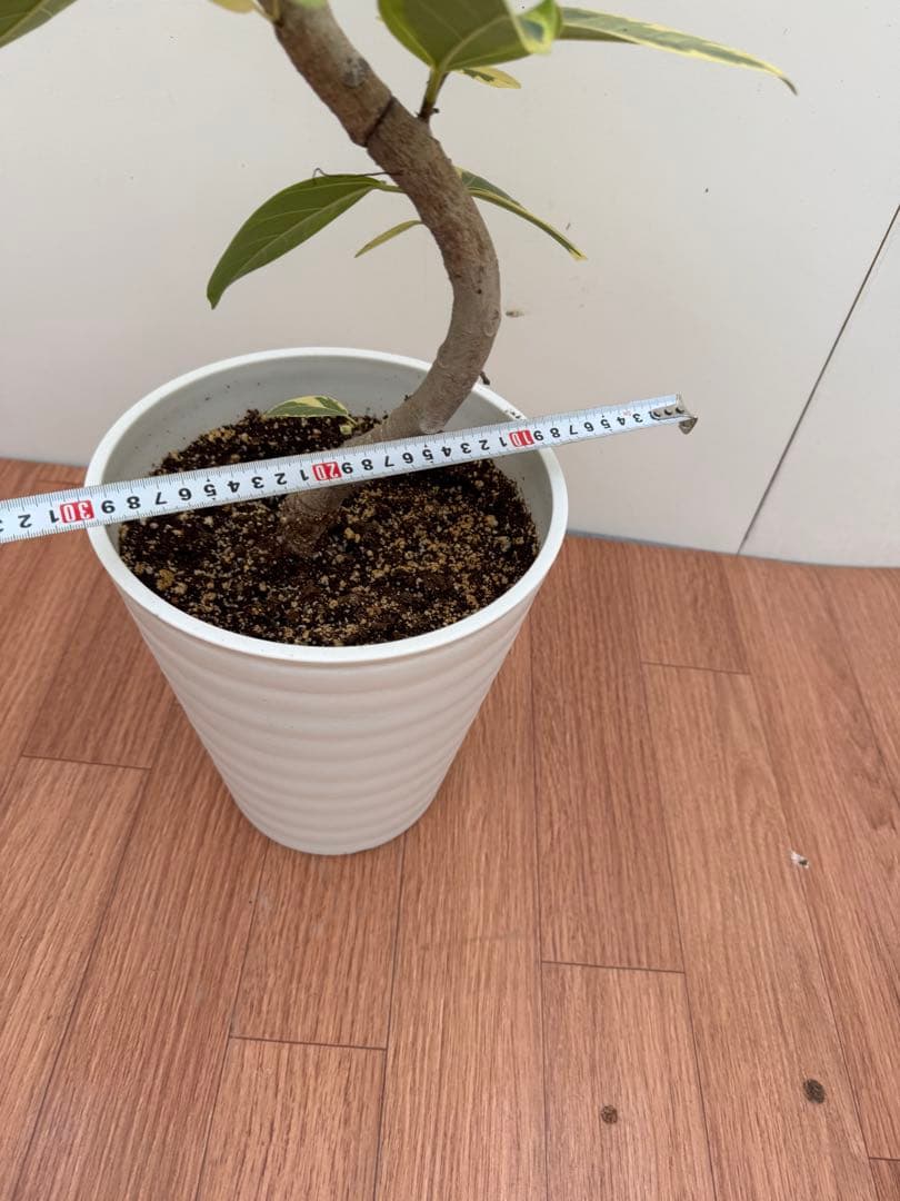 フィカス　アルテシマ　3