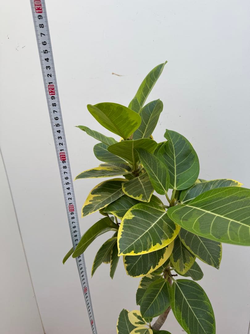 フィカス　アルテシマ　3