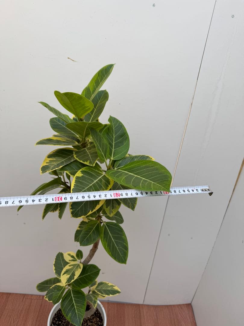 フィカス　アルテシマ　3