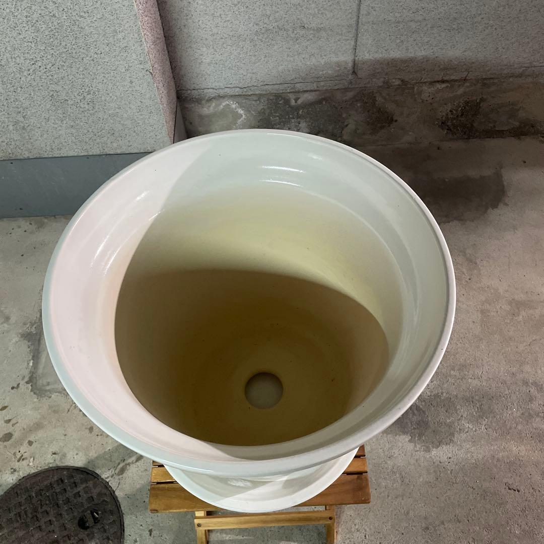高級鉢カバー受け皿付10号　植木として15号