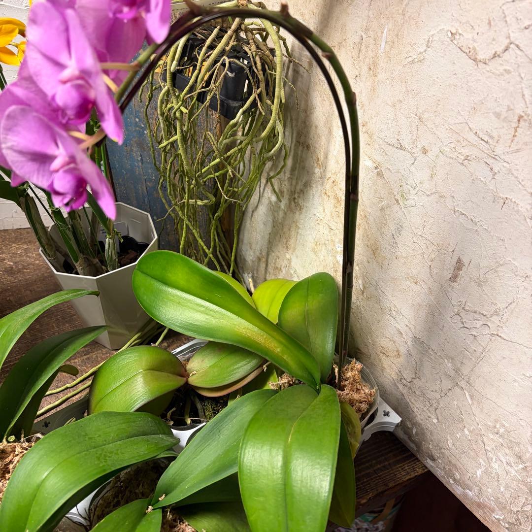 マ*ん様 洋蘭　色々アソート　育成用株混み　バンダ　カトレア