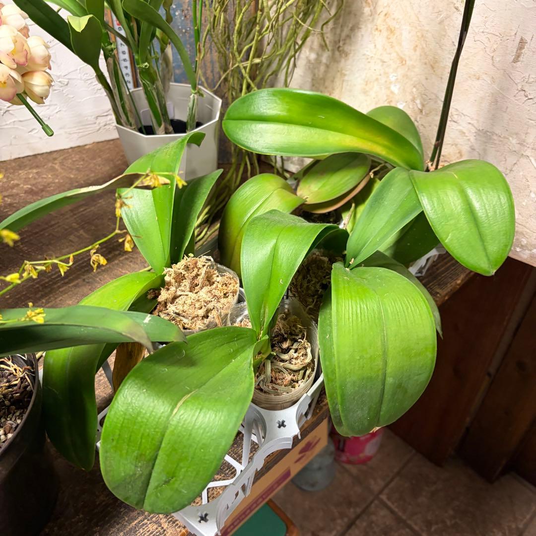 マ*ん様 洋蘭　色々アソート　育成用株混み　バンダ　カトレア