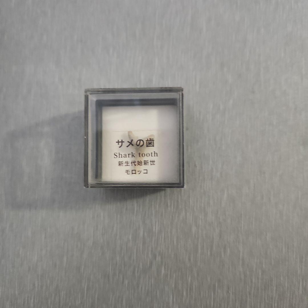サメの歯 化石