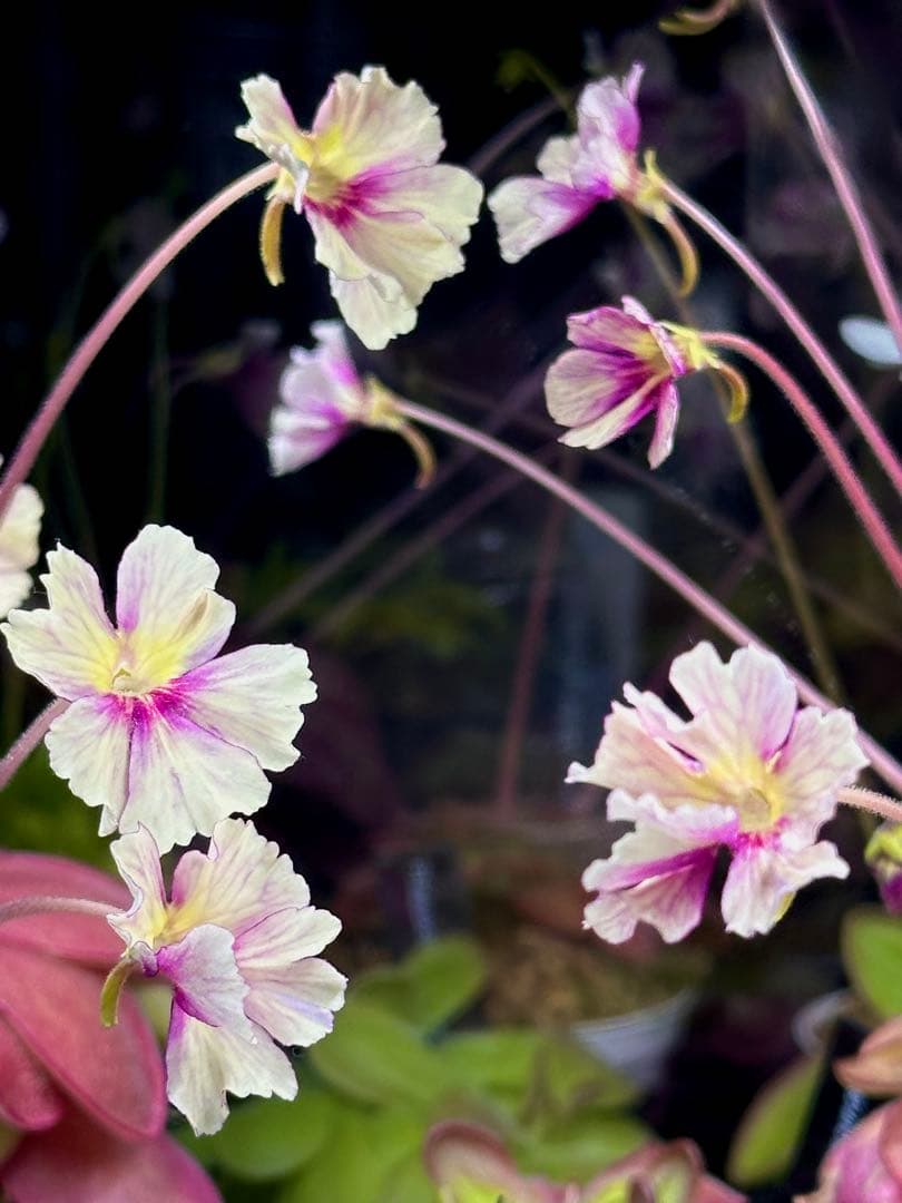 ④ムシトリスミレ　Pinguicula Razzberry Blonde