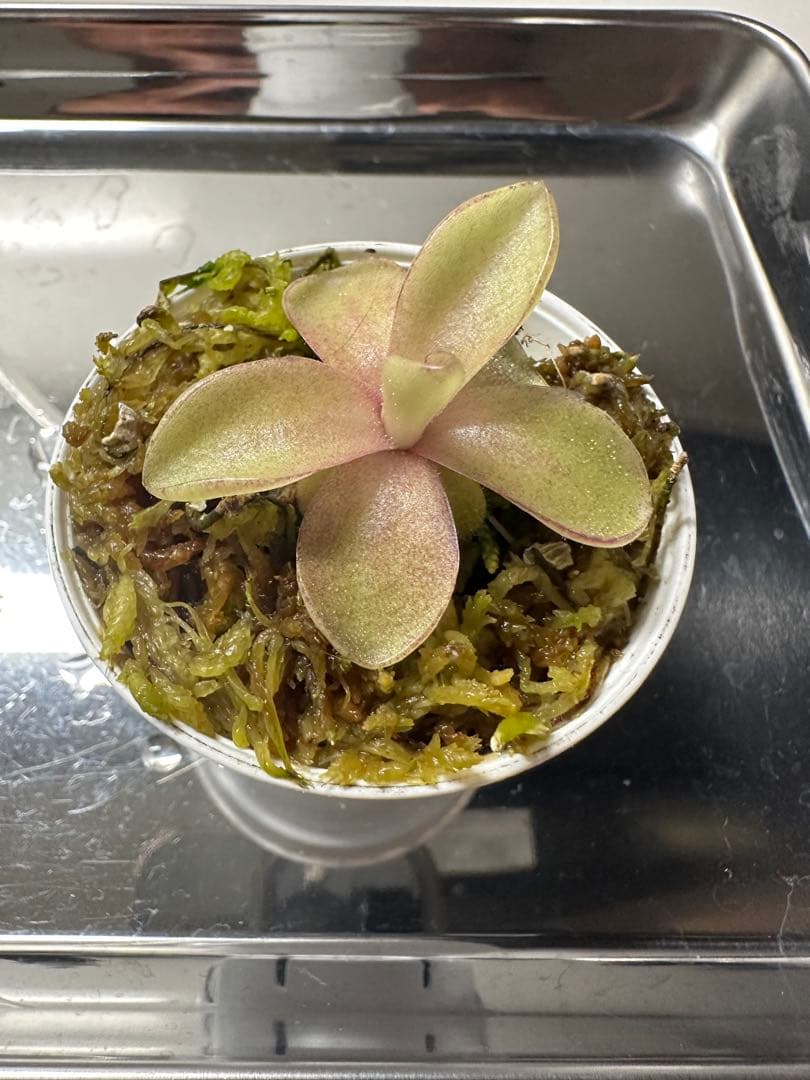 ④ムシトリスミレ　Pinguicula Razzberry Blonde