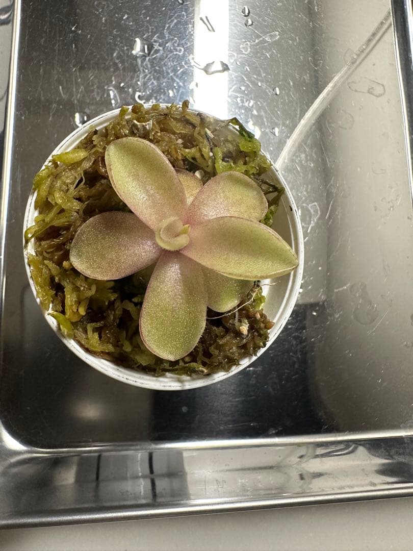 ④ムシトリスミレ　Pinguicula Razzberry Blonde