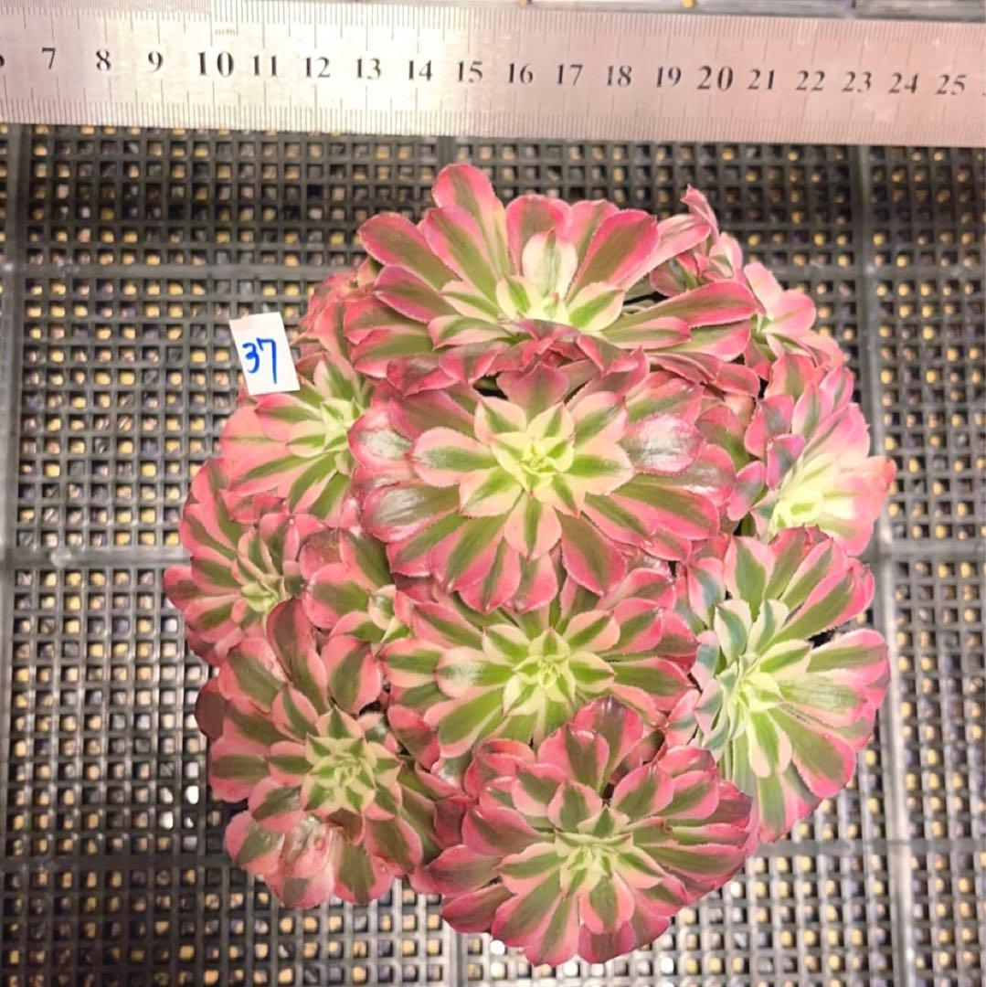 37#多肉植物アエオニウム錦❤️ ガーネット白斑錦 ❤️12頭116cm拔き苗
