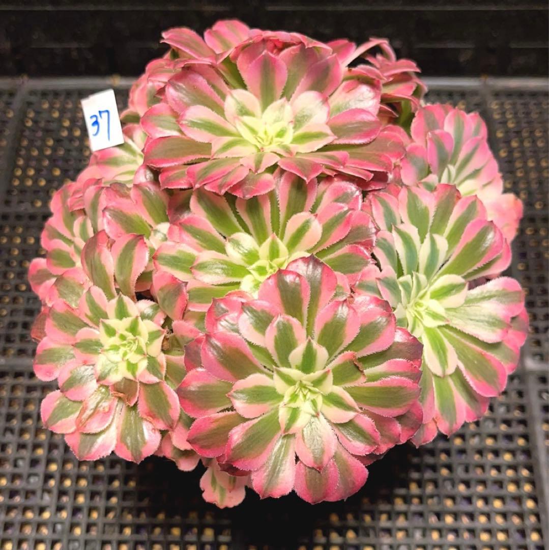 37#多肉植物アエオニウム錦❤️ ガーネット白斑錦 ❤️12頭116cm拔き苗